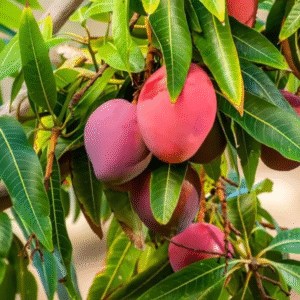 মিউয়াজাকি আম চারা