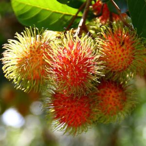 ১৫ টি চারার প্যাকেজ