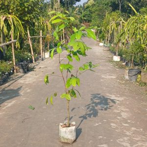 ১০ টি চারার প্যাকেজ