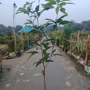 ৫ টি চারার প্যাকেজ